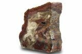 Colorful Petrified Wood Stand Up - Utah #299258-1